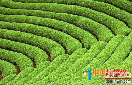 不论八百年还是一万年，要平凡变伟大——记蓝田县厚镇乡韩坪村党支部书记韩生华