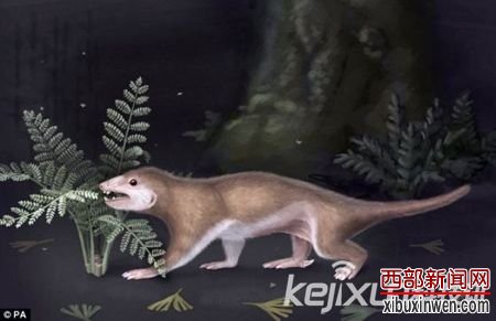 内蒙发现哺乳动物祖先化石
