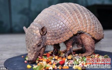 内蒙发现哺乳动物祖先化石