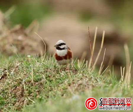 白顶鹀
