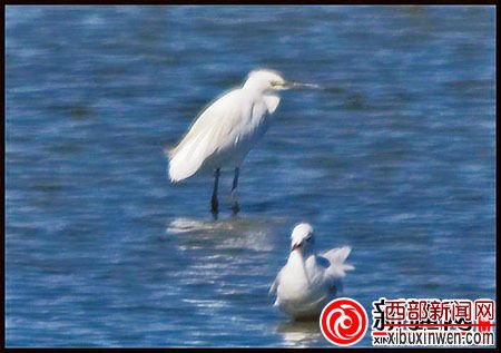 8种鸟类今年现身新疆