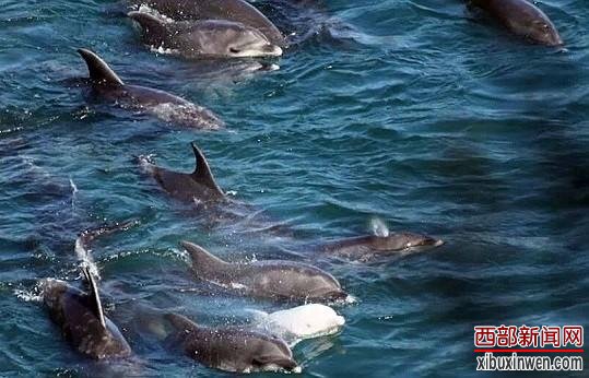 日本白化小海豚被残酷猎杀 母亲疑因与宝宝分离自杀