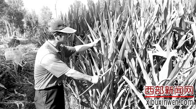 张掖市临泽县下营村村民葛春正在玉米地里“抽天花”。经济日报记者 徐 涵摄
